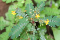 Biophytum sensitivum var. candolleanum